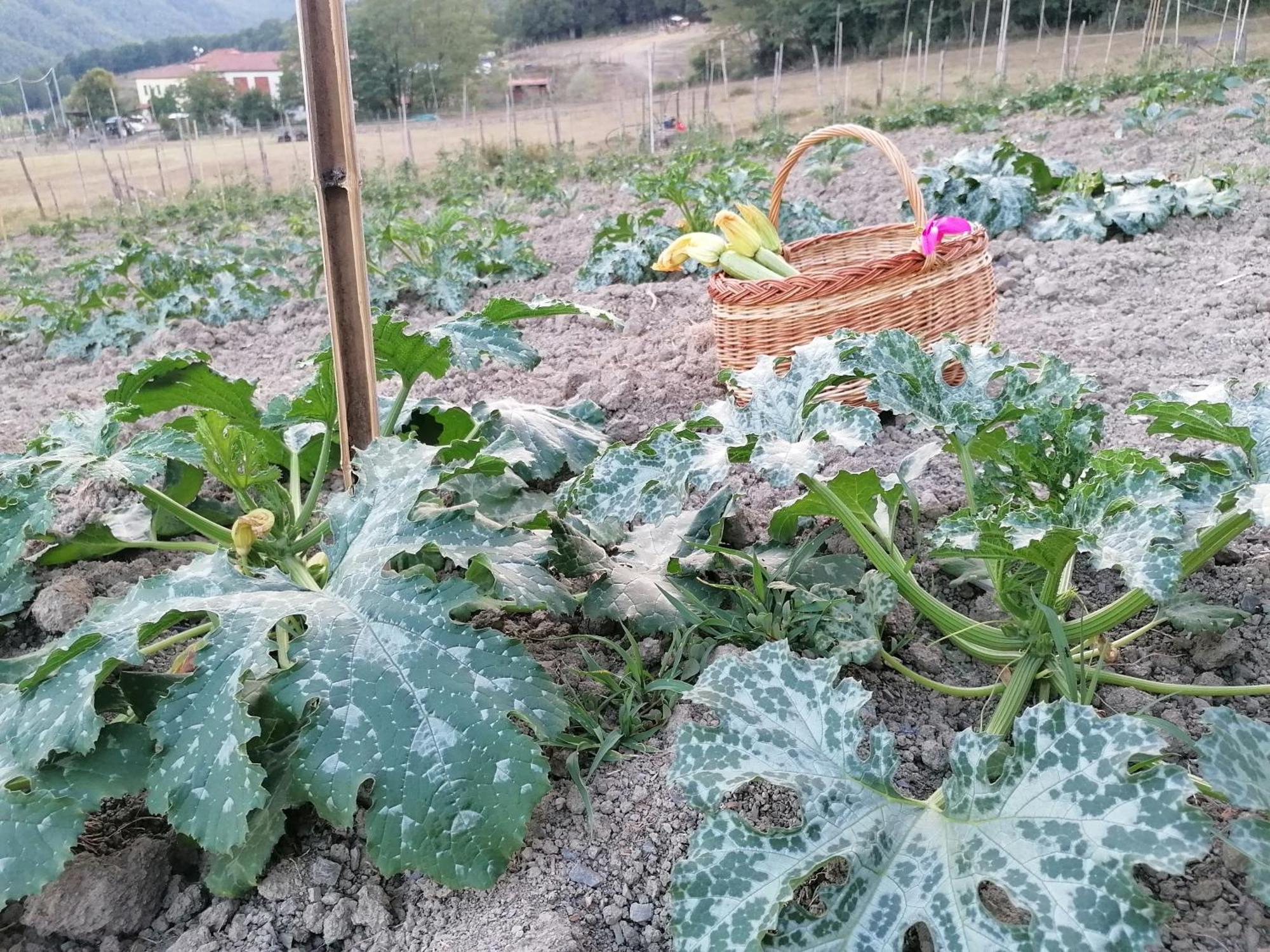 Villa Agriturismo Dei Legi à San Pietro Vara Extérieur photo